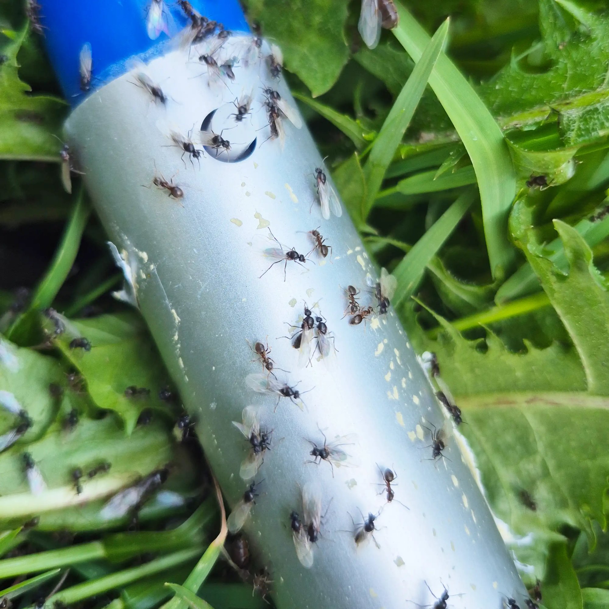 Expert traitement fourmis Le Taillan-Médoc — essaimage printemps, intervention Arthur Gavard